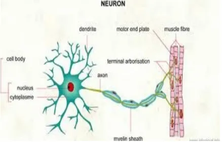 Gambar 2.1 Stuktur Neuron