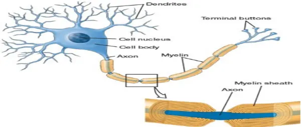 Gambar 2.4 Struktur Myelin dan Nodus Ranvier
