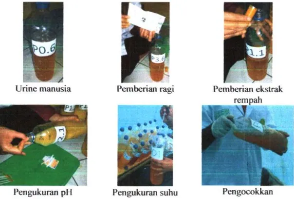 Gambar 1. Langkah proses pembualan pupuk urine manusia (Sumber: N u r i y a n i , N a n i k 