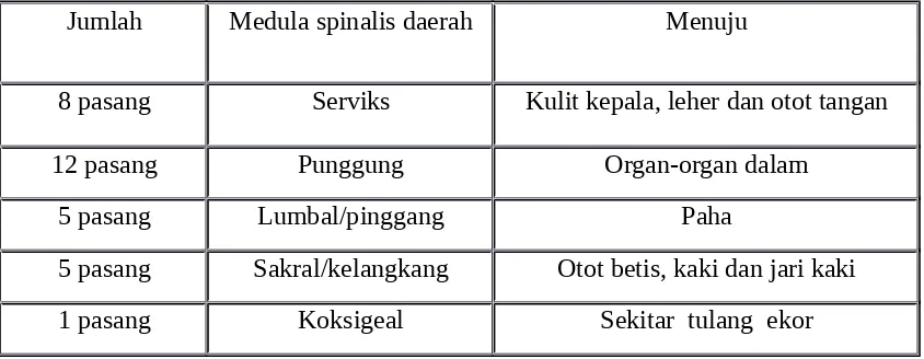 Tabel 2.1 Sistem saraf medulla spinalis