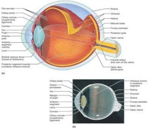 Gambar 1. Anatomi Mata