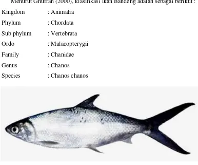 Gambar 2.1Morfologi Ikan Bandeng (Chanos chanos)
