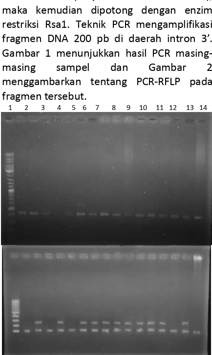 Gambar 1 menunjukkan hasil PCR masing-
