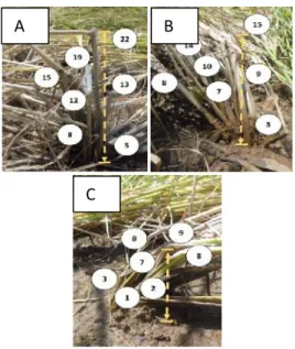 Gambar 2. Ketinggian rebah  pada  batang  tanaman  padi akibat  cuaca  ekstrim.    Angka  dalam  lingkaran menunjukkan tinggi dari permukaan tanah (cm)