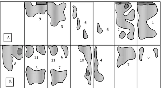 Gambar 2. Formasi dan pola rebah yang terjadi pada dua genotipe padi yang ditanam secara berdampingan akibat terpaan angin kencang  dan curah hujan tinggi