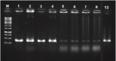 Gambar  4.  Visualisasi  hasil  amplifikasi  DNA  dengan  primer  BGF/BGR  dengan  hasil  produk  400  bp;  M=  1Kb, 1=InSB.1a, 2=InSB.2a, 3=InSB.3a, 4=InSB.5a, 5=InSB.6a, 6=IRP.3, 7=IRP.6b, dan 8=ChgCM.4, serta 12=436.10 (kontrol positif)
