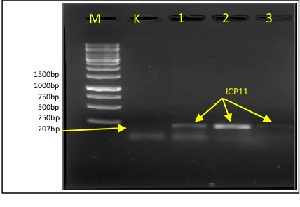Gambar 2. Hasil amplifikasi gen ICP11. 