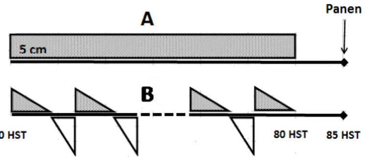 Gambar 1. Perlakuan pengairan terus-menerus (A) dan terputus (B)