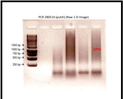 Figure 1. ICP11 gene amplification results of 