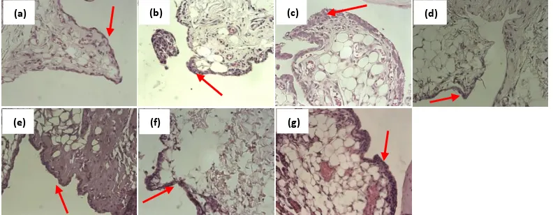 Figure 3. Synovial hyperplasia and cartilage destruction were observed in the model group
