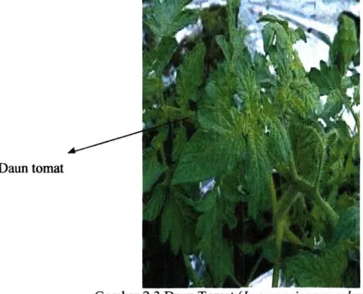 Gambar 2.2 Batang Tomat (Lycopersicon esculentum L.) 