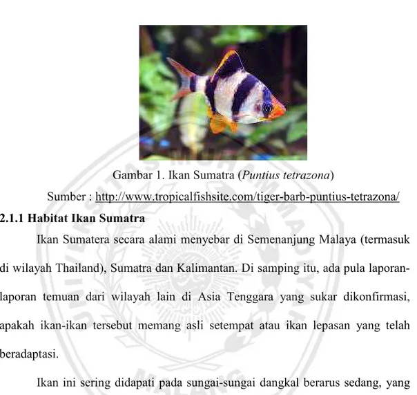 Gambar 1. Ikan Sumatra (Puntius tetrazona) 