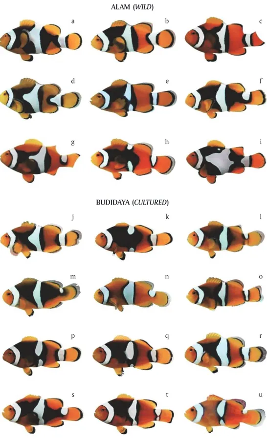 Gambar 3. Pola warna ikan clown Biak populasi alam dan budidaya: strip hitam tebal (a-m, o-t), ti- ti-pis (n, u), gelap (a-k; p-s), pudar (l, m, o, t), terputus (fragmented) (b-e, g-h, j-l, n-r, t-u), bergabung (joining) (a, f, i, m, s), serta strip putih 