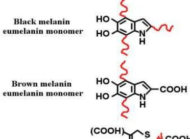 Gambar 6: Struktur melanin (eumelanin dan