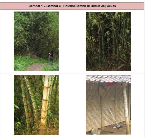 Gambar 1 – Gambar 4.  Potensi Bambu di Dusun Jatiwekas 