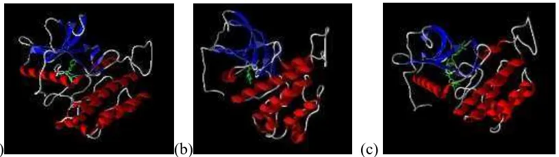 Gambar 2.  Gambaran 3-D target reseptor VEGFR2 dalam bentuk backbone dengan ligan  N-(benzoil)-N’-feniltiourea (a), N-(3,4-dimetibenzoil)-N’-feniltiourea (b) dan senyawa pembanding sorafenib (c) 