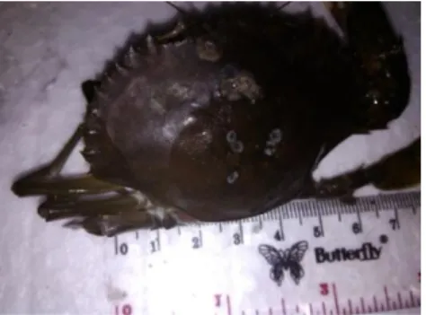 Gambar 1.  Kepiting bakau (S. serrata) terinfeksi ektoparasit  2.  Ektoparasit yang ditemukan pada kepiting bakau (S