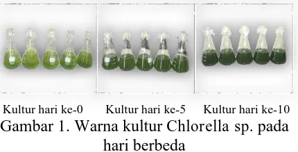 Gambar 1. Warna kultur Kultur hari ke-5Chlorella sp.