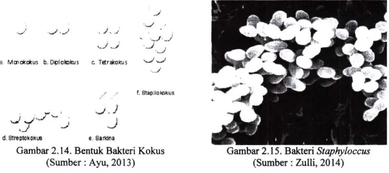 Gambar 2.14. Bentuk Bakteri Kokus 
