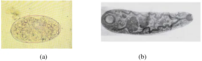Gambar 2. (a) Telur cacing Paramphistomum (Thienpont, 1986), (b) Cacing       Paramphistomum (Jyoti, 2014)