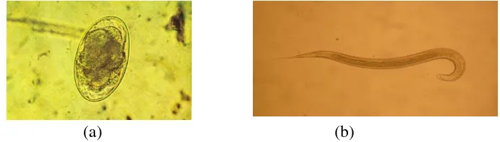 Gambar 3. (a) Telur cacing Oesophagostomum (Thienpont, 1986), (b) Cacing Oesophagostomum sp