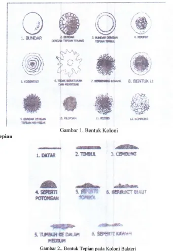 Gambar 2.. Bentuk Tepian pada Koloni Bakteri 