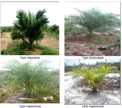 Figure  4. Oil palm growth on the deference soil type  