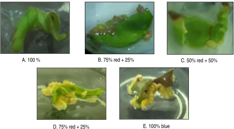 Figure 1A-E. Callus development  in explants of Anthurium ‘Violeta’ subjected to different plant growth flouresence (PGF) for  50 days.