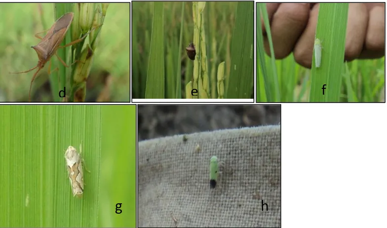 Gambar 1. Serangga hama yang ditemukan pada pertanaman padi di sawah lebak Desa Pelabuhan Dalam Kecamatan Pemulutan, Ogan Ilir