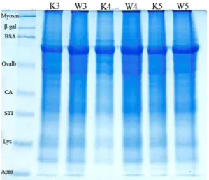 Gambar 1. Hasil elektroforesis dengan SDS-PAGE  12 % 