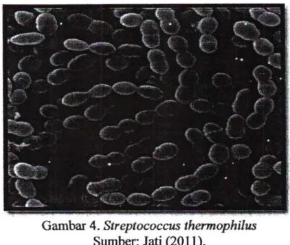 Gambar 4. Streptococcus 