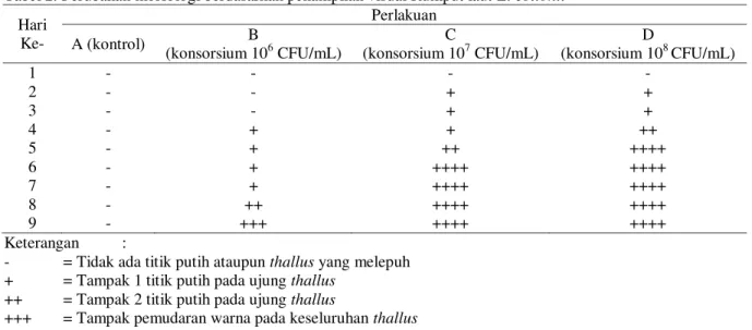 Tabel 2. Perubahan morfologi berdasarkan penampilan visual Rumput laut E. cottonii  Hari  Ke-  Perlakuan  A (kontrol)  B   (konsorsium 10 6  CFU/mL)  C  (konsorsium 10 7  CFU/mL)  D   (konsorsium 10 8  CFU/mL)  1  -  -  -  -  2  -  -  +  +  3  -  -  +  +  