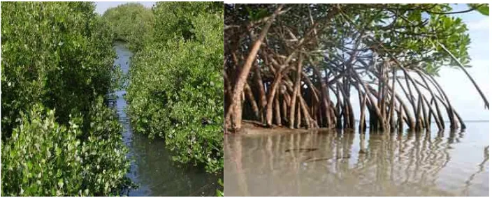 Gambar 7. Tanaman mangrove yang baru ditanam dan lahan yang akan ditanami 
