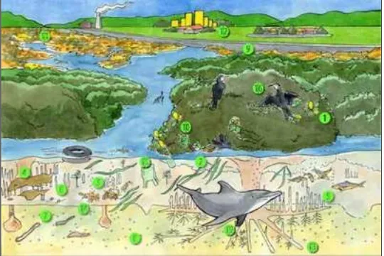 Gambar 4. Polutan dan biota pantai 
