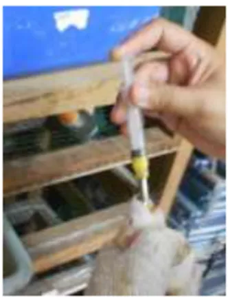 Gambar 6. Proses pemberian kuning telur bebek melalui sonde lambung  