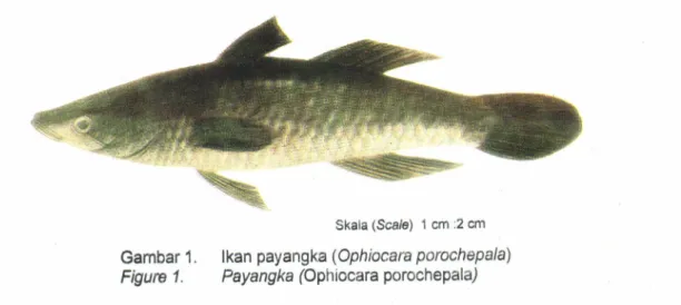 Gambar  1.  lkan  payangka  (Ophiocara  porochepala) Ftgure  1.  Payangka  (Ophiocara  porochepala)