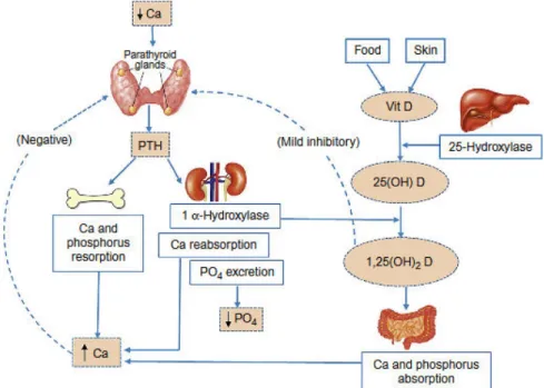 Gambar 1. Metabolisme Kalsium (Song, 2017)  6.  HormonPengatur KonsentrasiKalsium Plasma 