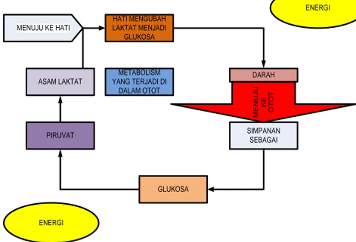 Tabel 2. Perkiraan Menghitung Denyut Jantung Maksimal  Rumus  Denyut Jantung  Keterangan  220 – usia   ≥ 60 x/Menit   Tidak terlatih   210 – usia  51 – 59 x/menit   Terlatih   200 – usia   ≤ 50 x/menit   Sangat terlatih  