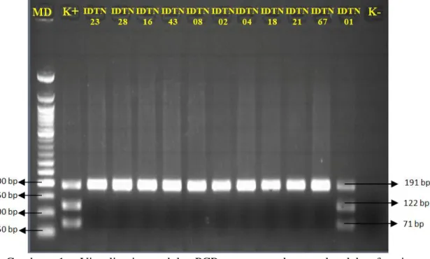 Gambar  1.  Visualisasi  produk  PCR  menggunakan  gel  elektroforesis  (Ket:  MD  =  Marka  DNA  (NEB  50bp  ladder);  K+  =  Kontrol  Positif;  K-  =  Kontrol  Negatif),  individu  jantan  akan  menunjukkan  tiga  buah  pita  (PLP1,  AMELY2, SRY1) sedang