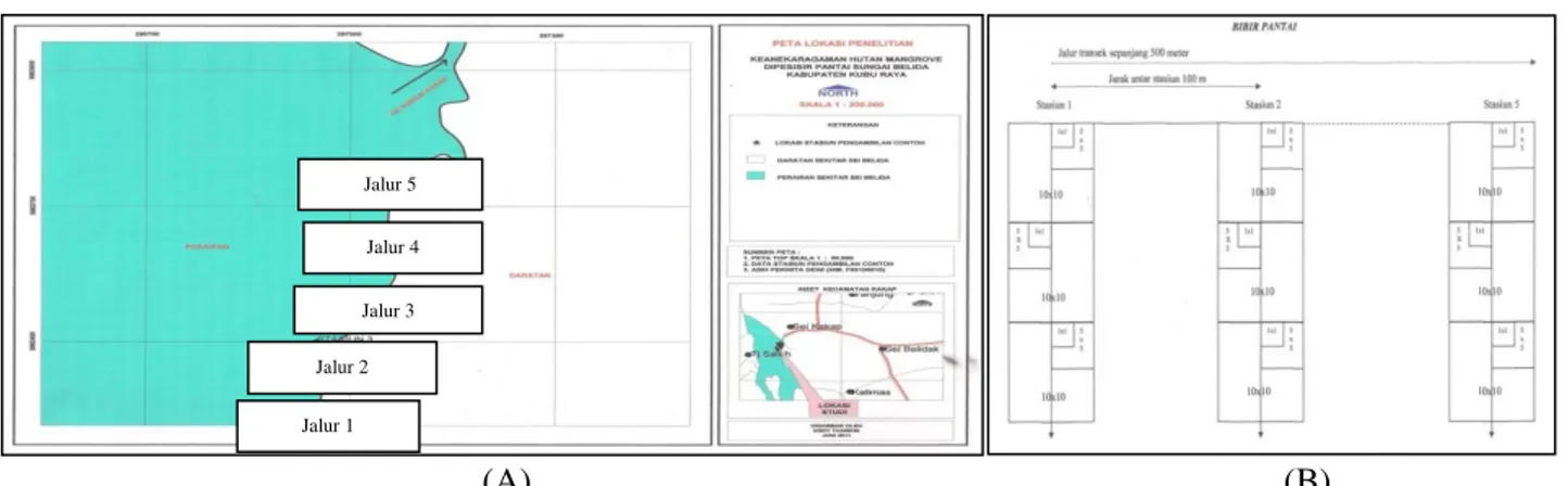 Gambar  1.  (A)  Lokasi  penelitian  dengan  lima  jalur  analisa  vegetasi  hutan  mangrove  di  pesisir  pantai  Parit  Belida, Kecamatan Sungai Kakap; (B) Jalur transek analisa vegetasi di hutan mangrove pesisir pantai Parit  Belida 