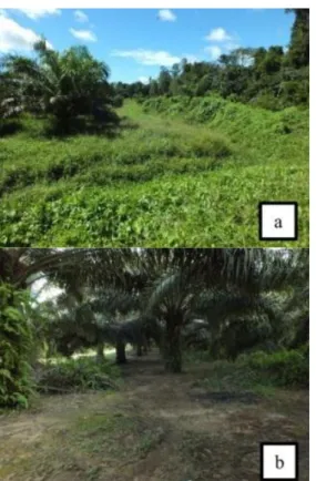 Gambar 13  Kondisi  lokasi  (a)  ekosistem  ekoton;  (b)  kebun kelapa sawit 