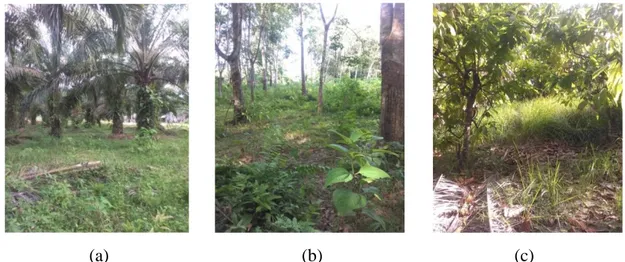 Gambar 3. Kondisi Ekosistem Perkebunan di Kecamatan Koto Besar, Kenagarian  Abai Siat (a)