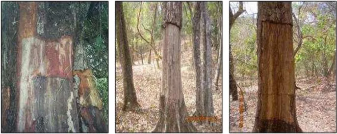 Gambar 4. Pengulitan Batang Pohon oleh Pengguna Tumbuahn Obat. 