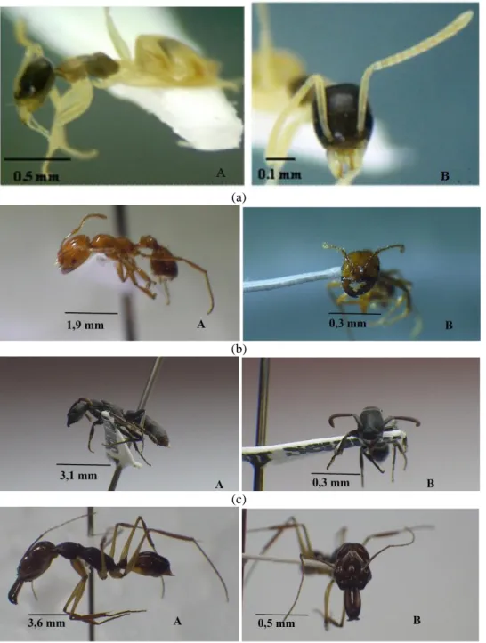 Gambar 2. Beberapa jenis Semut (Hymenoptera: Formicidae) di Bangunan Kampus Universitas Andalas  Limau Manis Padang