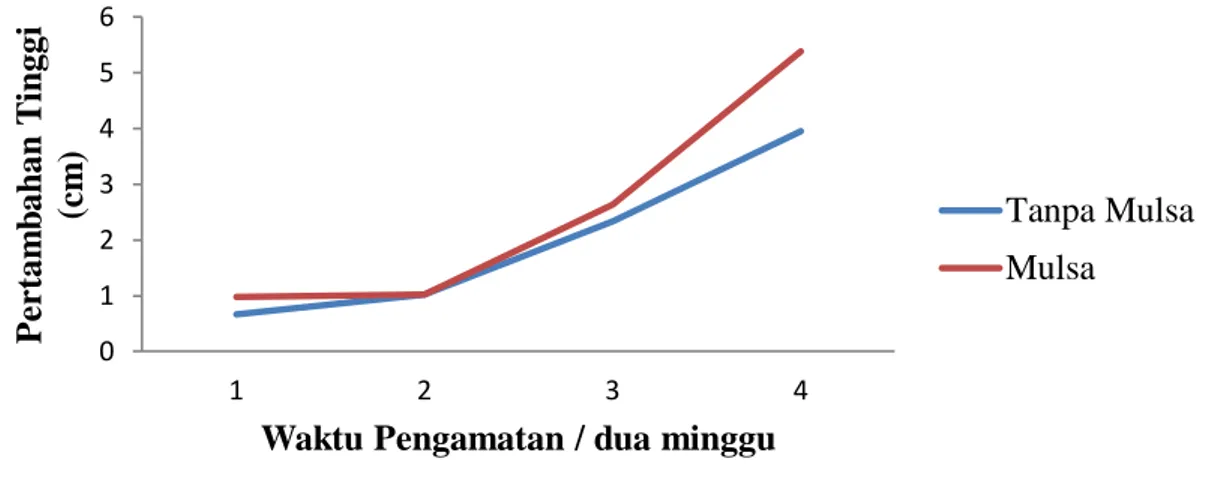 Gambar 2. Pengaruh Mulsa Terhadap Pertambahan Tinggi Tanaman Gaharu. The effect  of mulching on the height of agarwood