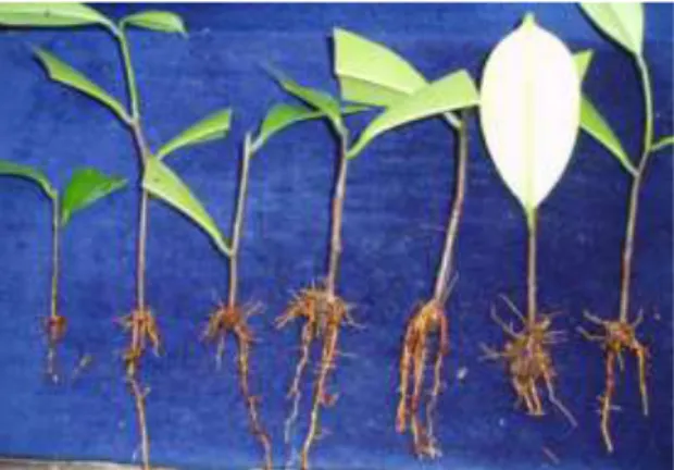 Gambar 2. Pertumbuhan stek ramin umur 3 bulan setelah tanam: Kontrol, Fusarium, Rapid root, Root Up,  IBA  250 mg/l, IBA 500 mg/l, IBA 1000 mg/l (kiri ke kanan)