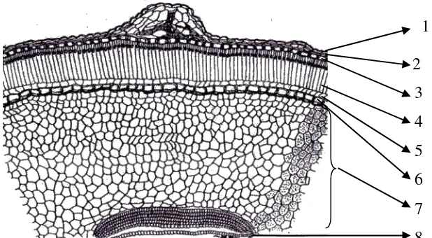 Gambar mikroskopik serbuk simplisia biji jintan hitam (Nigellae  sativae  semen) dengan pembesaran 10 x 10