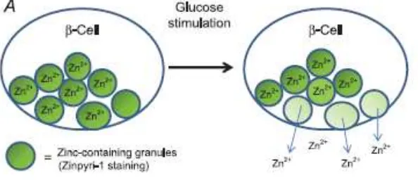 Gambar 2.5  Skematik respon sel β terhadap stimulasi glukosa Dikutip sesuai aslinya dari kepustakaan nomor 53  