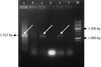 Gambar 1.  Hasil amplifikasi 16s rDNA terhadap beberapa isolat endofitik. A = E76 koloni, b =  E64 DNA, c = E66 DNA, d = E76 DNA, e = E94 DNA, f = E95 DNA, M = marker