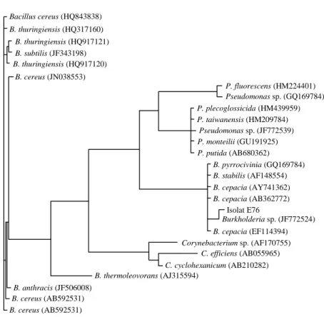 Gambar 2.  Pohon filogenetik isolat E76 dengan kelompok kerabatnya. Bacillus cereus (HQ843838) B
